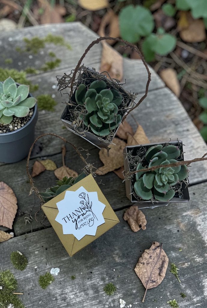 Succulent Boxes