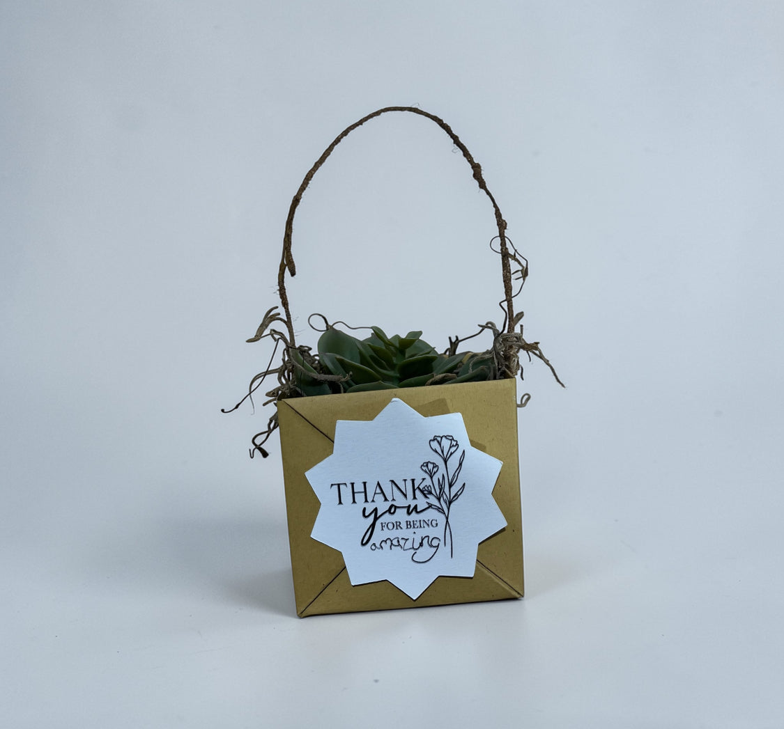 Succulent Boxes