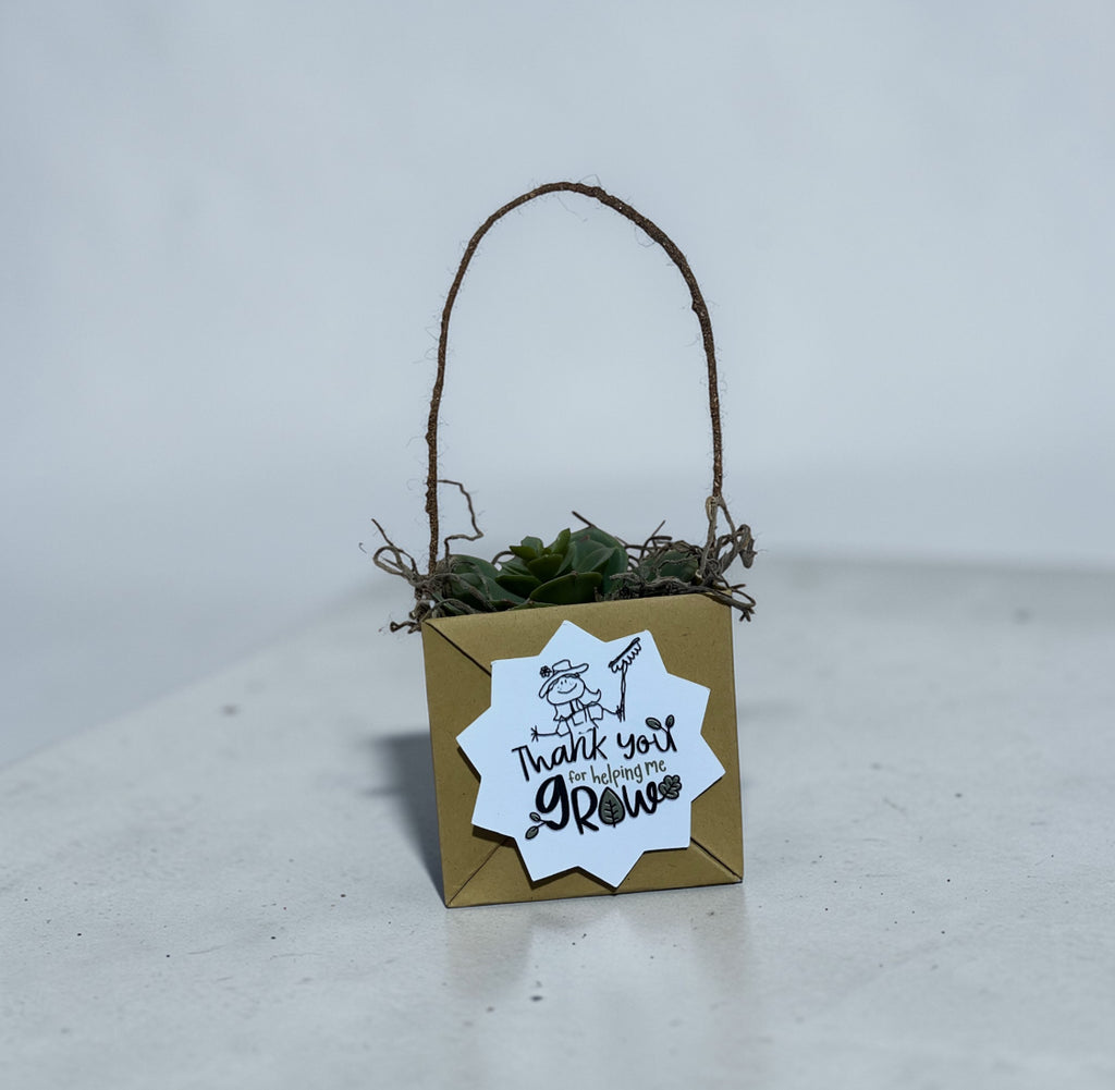 Succulent Boxes